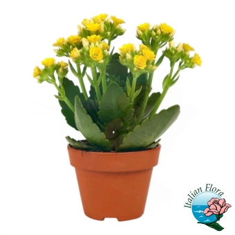 Composizione di Kalanchoe gialla